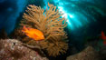 Garibaldi and golden gorgonian, with a underwater forest of giant kelp rising in the background, underwater. Catalina Island, California, USA. Image #23432