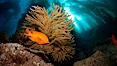 Garibaldi and golden gorgonian, with a underwater forest of giant kelp rising in the background, underwater. Catalina Island, California, USA. Image #23432
