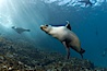 California sea lion, underwater at Santa Barbara Island.  Santa Barbara Island, 38 miles off the coast of southern California, is part of the Channel Islands National Marine Sanctuary and Channel Islands National Park.  It is home to a large population of sea lions. Santa Barbara Island, California, USA. Image #23433