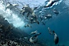 California sea lions, underwater at Santa Barbara Island.  Santa Barbara Island, 38 miles off the coast of southern California, is part of the Channel Islands National Marine Sanctuary and Channel Islands National Park.  It is home to a large population of sea lions. Santa Barbara Island, California, USA. Image #23437