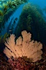 California golden gorgonian on rocky reef, below kelp forest, underwater.  The golden gorgonian is a filter-feeding temperate colonial species that lives on the rocky bottom at depths between 50 to 200 feet deep.  Each individual polyp is a distinct animal, together they secrete calcium that forms the structure of the colony. Gorgonians are oriented at right angles to prevailing water currents to capture plankton drifting by. San Clemente Island, California, USA. Image #23439