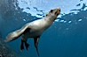 California sea lion, underwater at Santa Barbara Island.  Santa Barbara Island, 38 miles off the coast of southern California, is part of the Channel Islands National Marine Sanctuary and Channel Islands National Park.  It is home to a large population of sea lions. Santa Barbara Island, California, USA. Image #23440