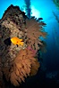 Garibaldi and California golden gorgonians on rocky reef, below kelp forest, underwater.  The golden gorgonian is a filter-feeding temperate colonial species that lives on the rocky bottom at depths between 50 to 200 feet deep.  Each individual polyp is a distinct animal, together they secrete calcium that forms the structure of the colony. Gorgonians are oriented at right angles to prevailing water currents to capture plankton drifting by. San Clemente Island, California, USA. Image #23443