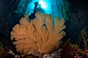 California golden gorgonian on rocky reef, below kelp forest, underwater.  The golden gorgonian is a filter-feeding temperate colonial species that lives on the rocky bottom at depths between 50 to 200 feet deep.  Each individual polyp is a distinct animal, together they secrete calcium that forms the structure of the colony. Gorgonians are oriented at right angles to prevailing water currents to capture plankton drifting by. San Clemente Island, California, USA. Image #23445