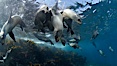 California sea lions, underwater at Santa Barbara Island.  Santa Barbara Island, 38 miles off the coast of southern California, is part of the Channel Islands National Marine Sanctuary and Channel Islands National Park.  It is home to a large population of sea lions. Santa Barbara Island, California, USA. Image #23447