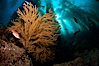 California sheephead and golden gorgonian, giant kelp forest filters sunlight in the background, underwater. Catalina Island, California, USA. Image #23449