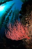 Red gorgonian on rocky reef, below kelp forest, underwater.  The red gorgonian is a filter-feeding temperate colonial species that lives on the rocky bottom at depths between 50 to 200 feet deep. Gorgonians are oriented at right angles to prevailing water currents to capture plankton drifting by. San Clemente Island, California, USA. Image #23460