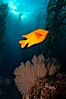 Garibaldi and golden gorgonian, underwater in kelp forest. San Clemente Island, California, USA. Image #23465