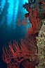 Red gorgonian on rocky reef, below kelp forest, underwater.  The red gorgonian is a filter-feeding temperate colonial species that lives on the rocky bottom at depths between 50 to 200 feet deep. Gorgonians are oriented at right angles to prevailing water currents to capture plankton drifting by. San Clemente Island, California, USA. Image #23466