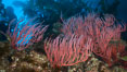 Red gorgonian, underwater.  The red gorgonian is a filter-feeding temperate colonial species that lives on the rocky bottom at depths between 50 to 200 feet deep. Gorgonians are oriented at right angles to prevailing water currents to capture plankton drifting by. San Clemente Island, California, USA. Image #23470