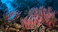 Red gorgonian, underwater.  The red gorgonian is a filter-feeding temperate colonial species that lives on the rocky bottom at depths between 50 to 200 feet deep. Gorgonians are oriented at right angles to prevailing water currents to capture plankton drifting by. San Clemente Island, California, USA. Image #23470