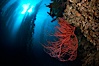 Red gorgonian on rocky reef, below kelp forest, underwater.  The red gorgonian is a filter-feeding temperate colonial species that lives on the rocky bottom at depths between 50 to 200 feet deep. Gorgonians are oriented at right angles to prevailing water currents to capture plankton drifting by. San Clemente Island, California, USA. Image #23471