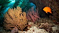 Garibaldi swims beside golden and red gorgonians, underwater. Catalina Island, California, USA. Image #23484