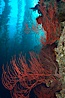 Red gorgonian on rocky reef, below kelp forest, underwater.  The red gorgonian is a filter-feeding temperate colonial species that lives on the rocky bottom at depths between 50 to 200 feet deep. Gorgonians are oriented at right angles to prevailing water currents to capture plankton drifting by. San Clemente Island, California, USA. Image #23487