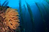 California golden gorgonian on rocky reef, below kelp forest, underwater.  The golden gorgonian is a filter-feeding temperate colonial species that lives on the rocky bottom at depths between 50 to 200 feet deep.  Each individual polyp is a distinct animal, together they secrete calcium that forms the structure of the colony. Gorgonians are oriented at right angles to prevailing water currents to capture plankton drifting by. San Clemente Island, California, USA. Image #23489