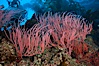 Red gorgonian, underwater.  The red gorgonian is a filter-feeding temperate colonial species that lives on the rocky bottom at depths between 50 to 200 feet deep. Gorgonians are oriented at right angles to prevailing water currents to capture plankton drifting by. San Clemente Island, California, USA. Image #23513