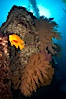 Garibaldi and California golden gorgonians on rocky reef, below kelp forest, underwater.  The golden gorgonian is a filter-feeding temperate colonial species that lives on the rocky bottom at depths between 50 to 200 feet deep.  Each individual polyp is a distinct animal, together they secrete calcium that forms the structure of the colony. Gorgonians are oriented at right angles to prevailing water currents to capture plankton drifting by. San Clemente Island, California, USA. Image #23521