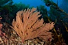 California golden gorgonian on rocky reef, below kelp forest, underwater.  The golden gorgonian is a filter-feeding temperate colonial species that lives on the rocky bottom at depths between 50 to 200 feet deep.  Each individual polyp is a distinct animal, together they secrete calcium that forms the structure of the colony. Gorgonians are oriented at right angles to prevailing water currents to capture plankton drifting by. San Clemente Island, California, USA. Image #23523