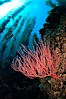Red gorgonian on rocky reef, below kelp forest, underwater.  The red gorgonian is a filter-feeding temperate colonial species that lives on the rocky bottom at depths between 50 to 200 feet deep. Gorgonians are oriented at right angles to prevailing water currents to capture plankton drifting by. San Clemente Island, California, USA. Image #23536