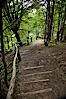 Hiking path through trees, Tierra del Fuego National Park, Argentina. Tierra del Fuego National Park, Ushuaia, Argentina. Image #23609