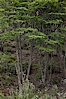 Forest, Tierra del Fuego National Park, Argentina. Tierra del Fuego National Park, Ushuaia, Argentina. Image #23610