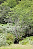 Forest, Tierra del Fuego National Park, Argentina. Tierra del Fuego National Park, Ushuaia, Argentina. Image #23611