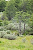 Forest, Tierra del Fuego National Park, Argentina. Tierra del Fuego National Park, Ushuaia, Argentina. Image #23612