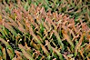 Unidentified small fern, Tierra del Fuego National Park, Argentina. Tierra del Fuego National Park, Ushuaia, Argentina. Image #23613