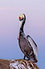 California brown pelican, portrait in pink-purple predawn light, rests on sandstone seabluff.  The characteristic mating plumage of the California race of brown pelican is shown, with red gular throat pouch and dark brown hindneck colors. La Jolla, California, USA. Image #23646