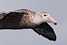 Southern giant petrel in flight.  The distinctive tube nose (naricorn), characteristic of species in the Procellariidae family (tube-snouts), is easily seen. Falkland Islands, United Kingdom. Image #23677