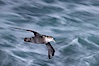 Southern giant petrel in flight at dusk, after sunset, as it soars over the open ocean in search of food. Falkland Islands, United Kingdom. Image #23680