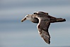 Southern giant petrel in flight.  The distinctive tube nose (naricorn), characteristic of species in the Procellariidae family (tube-snouts), is easily seen. Falkland Islands, United Kingdom. Image #23682
