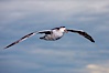 Northern giant petrel in flight at dusk, after sunset, as it soars over the open ocean in search of food. Falkland Islands, United Kingdom. Image #23686