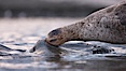 Northern giant petrel scavenging a fur seal carcass.  Giant petrels will often feed on carrion, defending it in a territorial manner from other petrels and carrion feeders. Right Whale Bay, South Georgia Island. Image #23688