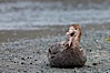 Northern giant petrel, opening beak, sitting on pebble beach. Right Whale Bay, South Georgia Island. Image #23689