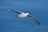 Northern giant petrel in flight at dusk, after sunset, as it soars over the open ocean in search of food. Falkland Islands, United Kingdom. Image #23690