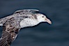 Northern giant petrel in flight.  The distinctive tube nose (naricorn), characteristic of species in the Procellariidae family (tube-snouts), is easily seen. Falkland Islands, United Kingdom. Image #23691