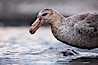 Northern giant petrel scavenging a fur seal carcass.  Giant petrels will often feed on carrion, defending it in a territorial manner from other petrels and carrion feeders. Right Whale Bay, South Georgia Island. Image #23697
