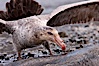 Northern giant petrel scavenging a fur seal carcass.  Giant petrels will often feed on carrion, defending it in a territorial manner from other petrels and carrion feeders. Right Whale Bay, South Georgia Island. Image #23698