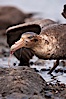 Northern giant petrel scavenging a fur seal carcass.  Giant petrels will often feed on carrion, defending it in a territorial manner from other petrels and carrion feeders. Right Whale Bay, South Georgia Island. Image #23699