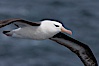Black-browed albatross in flight.  The black-browed albatross is a medium-sized seabird at 31�37" long with a 79�94" wingspan and an average weight of 6.4�10 lb. They have a natural lifespan exceeding 70 years. They breed on remote oceanic islands and are circumpolar, ranging throughout the Southern Oceanic. Falkland Islands, United Kingdom. Image #23715