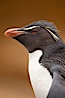 Rockhopper penguin portrait, showing the yellowish plume feathers that extend behind its red eye in adults.  The western rockhopper penguin stands about 23" high and weights up to 7.5 lb, with a lifespan of 20-30 years. New Island, Falkland Islands, United Kingdom. Image #23722