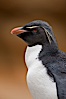 Rockhopper penguin portrait, showing the yellowish plume feathers that extend behind its red eye in adults.  The western rockhopper penguin stands about 23" high and weights up to 7.5 lb, with a lifespan of 20-30 years. New Island, Falkland Islands, United Kingdom. Image #23723