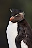 Rockhopper penguin portrait, showing the yellowish plume feathers that extend behind its red eye in adults.  The western rockhopper penguin stands about 23" high and weights up to 7.5 lb, with a lifespan of 20-30 years. New Island, Falkland Islands, United Kingdom. Image #23724