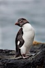 Rockhopper penguin.  This juvenile has not yet developed the yellowish plume feathers that extend behind its red eye in adults.  The western rockhopper penguin stands about 23" high and weights up to 7.5 lb, with a lifespan of 20-30 years. New Island, Falkland Islands, United Kingdom. Image #23725