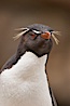 Rockhopper penguin portrait, showing the yellowish plume feathers that extend behind its red eye in adults.  The western rockhopper penguin stands about 23" high and weights up to 7.5 lb, with a lifespan of 20-30 years. New Island, Falkland Islands, United Kingdom. Image #23726