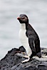 Rockhopper penguin.  This juvenile has not yet developed the yellowish plume feathers that extend behind its red eye in adults.  The western rockhopper penguin stands about 23" high and weights up to 7.5 lb, with a lifespan of 20-30 years. New Island, Falkland Islands, United Kingdom. Image #23727