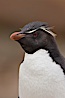 Rockhopper penguin portrait, showing the yellowish plume feathers that extend behind its red eye in adults.  The western rockhopper penguin stands about 23" high and weights up to 7.5 lb, with a lifespan of 20-30 years. New Island, Falkland Islands, United Kingdom. Image #23728