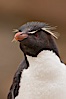 Rockhopper penguin portrait, showing the yellowish plume feathers that extend behind its red eye in adults.  The western rockhopper penguin stands about 23" high and weights up to 7.5 lb, with a lifespan of 20-30 years. New Island, Falkland Islands, United Kingdom. Image #23730