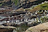 Rockhopper penguins, on rocky coastline of New Island in the Falklands.  True to their name, rockhopper penguins scramble over the rocky intertidal zone and up steep hillsides to reach their nesting colonies which may be hundreds of feet above the ocean, often jumping up and over rocks larger than themselves.  Rockhopper penguins reach 23" and 7.5lb in size, and can live 20-30 years.  They feed primarily on feed on krill, squid, octopus, lantern fish, molluscs, plankton, cuttlefish, and crustaceans. New Island, Falkland Islands, United Kingdom. Image #23742